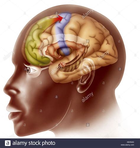Image result for Prefrontal Cortex Real Brain