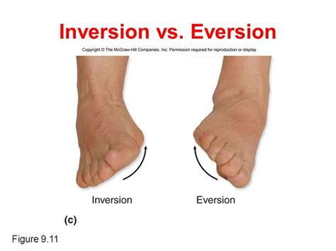 Image result for Inversion/Eversion Movement
