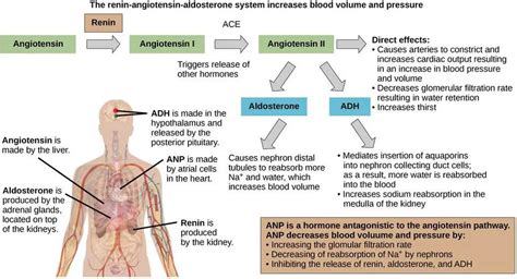 Afbeeldingsresultaten voor Aldosterone
