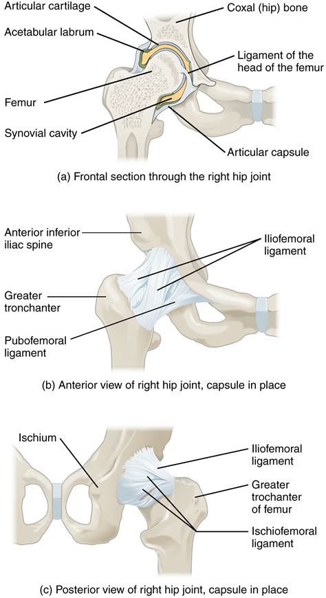 Image result for Joint vs Disjoint