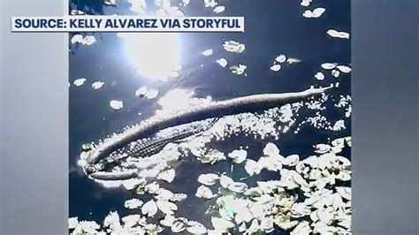 Image result for Burmese Python Eating Alligator Explodes After