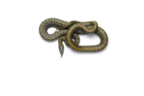 Image result for Stylized Snake Face