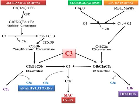Image result for Complement Cascade Factor H