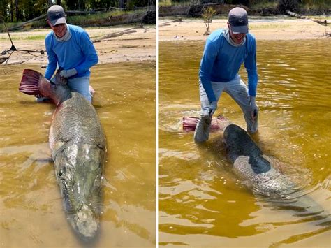 World's Largest Alligator Gar Fish に対する画像結果
