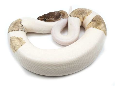 Toradh íomhá ar Mojave Snake Ball Python