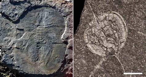 cambrian explosion fossils に対する画像結果