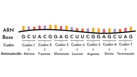 Afbeeldingsresultaten voor ATG Codon