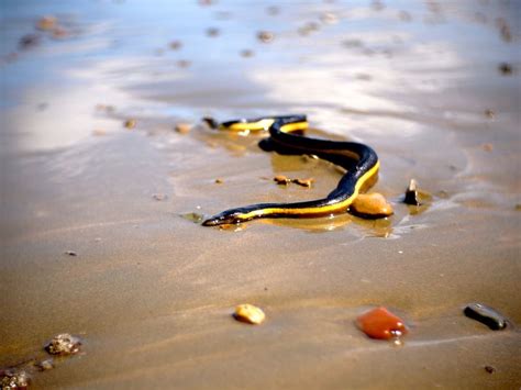 Image result for Object Detection Animal