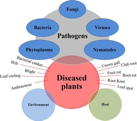 Classification of Plnt에 대한 이미지 결과
