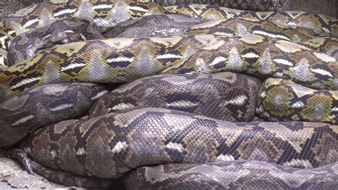 Python Reticulatus Man に対する画像結果