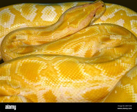 Image result for Burmese Python Genus
