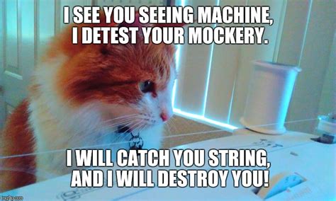 Image result for Cat Catching String Meme