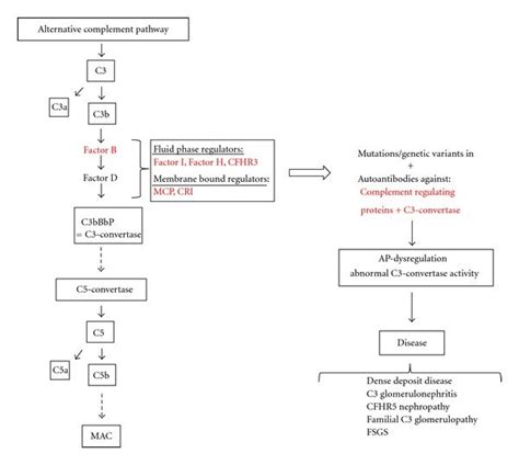 Image result for Phagocytic Process Alternative Complement Cascade
