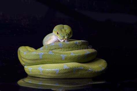 Image result for Red Green Tree Python