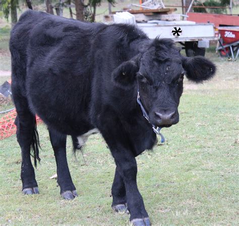 Image result for Alligator Mix Cow