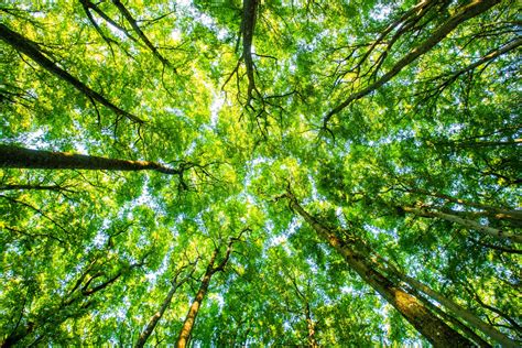 Toradh íomhá ar Trees Scotland Aviemore