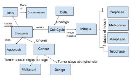 Cell Cycle Control Concept Map に対する画像結果