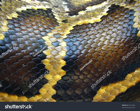 Image result for Bold Python Snake Burn Scale