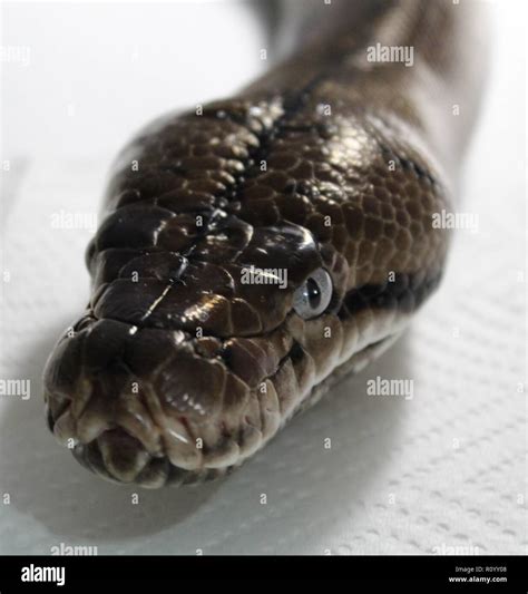 Image result for Golden Child Retic Python