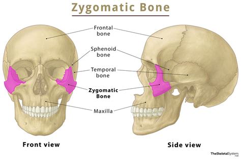 Image result for Process Bone