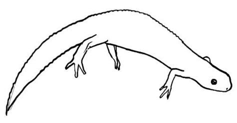 Image result for Newt Drawing