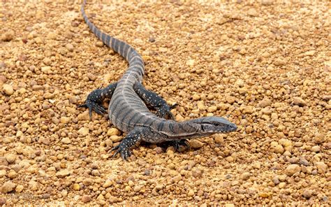 Image result for Australian Monitor Lizard