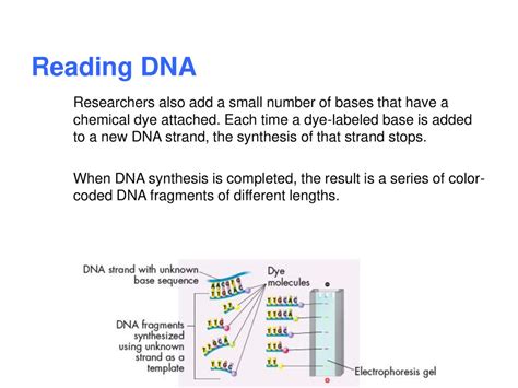 Image result for Reading DNA Animation