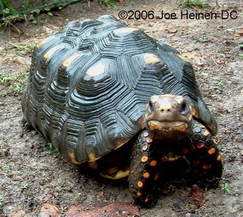Afbeeldingsresultaten voor Red Foot Tortoise Shell Rot