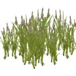 Toradh íomhá ar Rainbush Slice