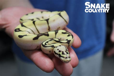 Image result for Fire Spider Ball Python