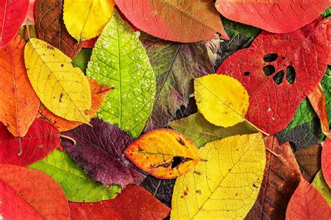 Image result for Tree Leaf