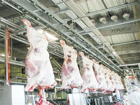 Image result for Slaughter Beef Cows