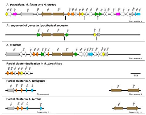 Image result for Gene Module