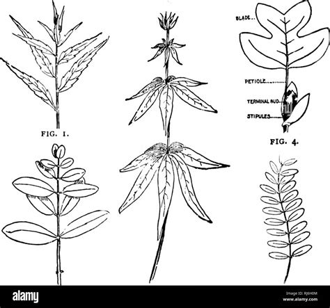 Toradh íomhá ar Feature of Parallel Leaf