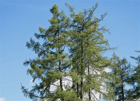 Image result for The Larch Monty Python