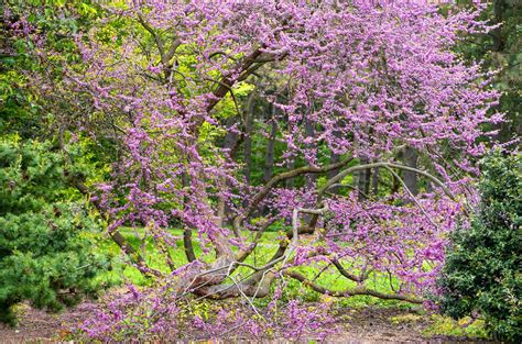 Image result for Yellow Redbud Tree