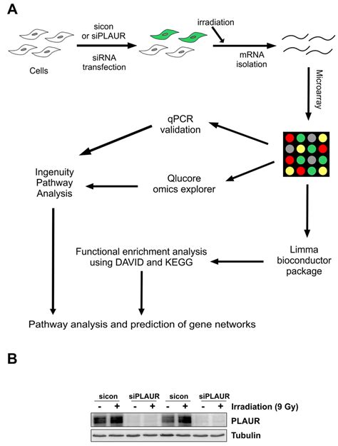 Image result for Microarray Data Flow Chart