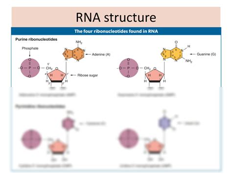 Image result for RNA Transcriptome
