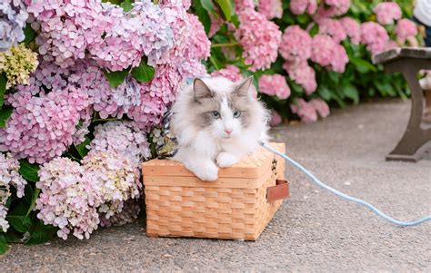 Image result for Pet White Python