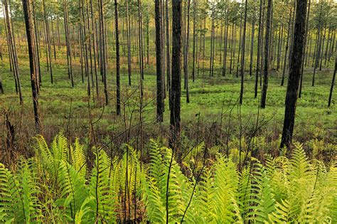 Fall Line of Al に対する画像結果