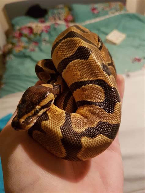 Enchi Royal Python に対する画像結果