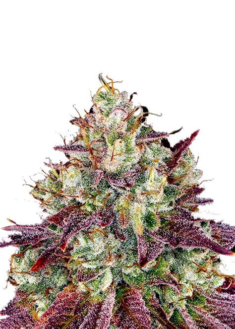 Afbeeldingsresultaten voor Autoflower Weed