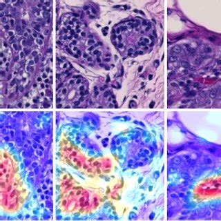 Toradh íomhá ar Spatial Attention in Deep Learning