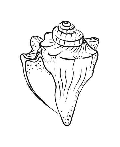 Image result for Conch Shell Vector