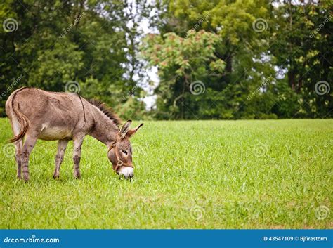 Image result for Donkey Eating Pear Tree