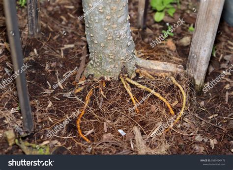 Toradh íomhá ar Mulberry Tree Root System