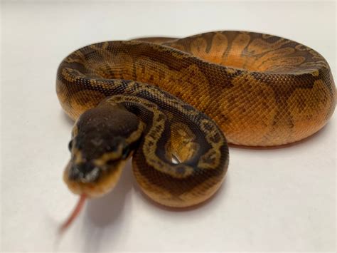 Sunset Looking Ball Python に対する画像結果