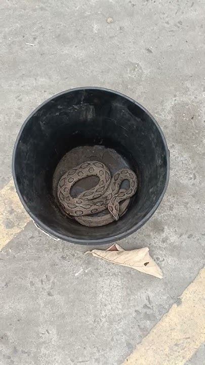 Afbeeldingsresultaten voor WWR Snake