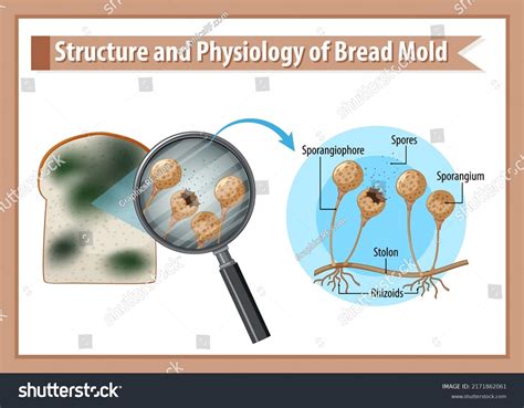 Porous Structure Model of Bread に対する画像結果