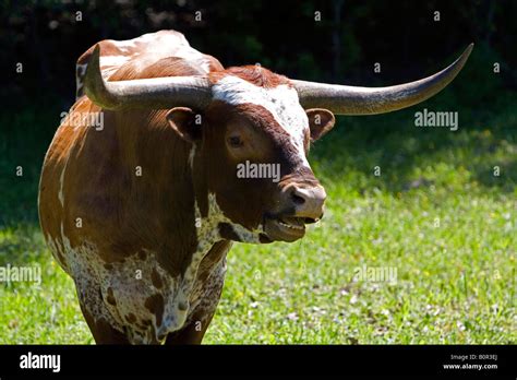 Image result for Texas Bull